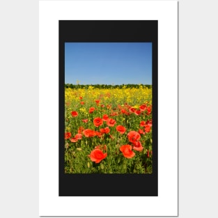 Poppies Posters and Art